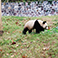 Dujiangyan Panda
