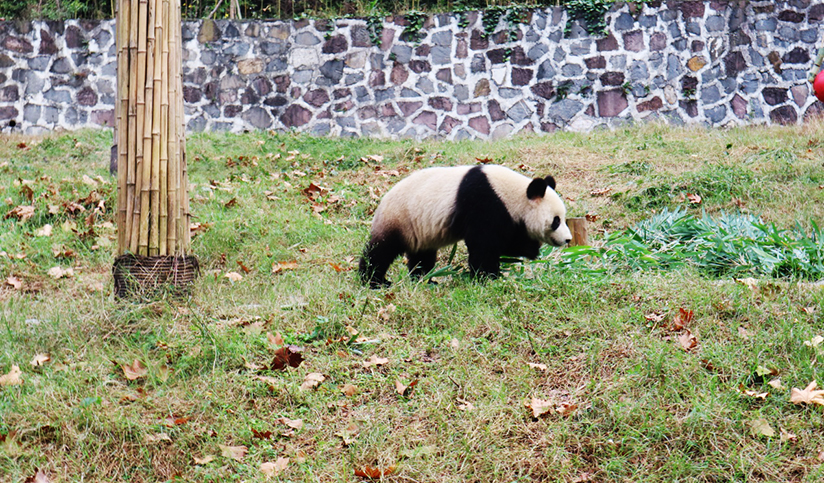 Dujiangyan Panda