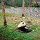 Dujiangyan Panda