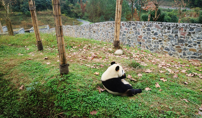  Dujiangyan Panda