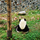 Dujiangyan Panda