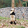 Dujiangyan Panda