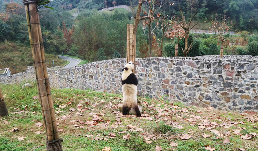 Dujiangyan Panda