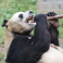 Dujiangyan Panda