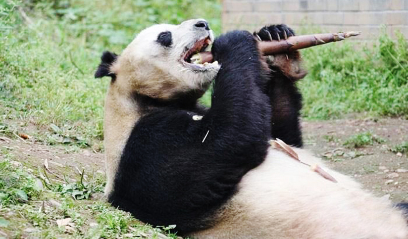 Dujiangyan Panda