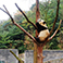 Dujiangyan Panda