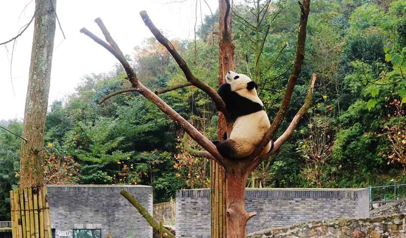 Dujiangyan Panda