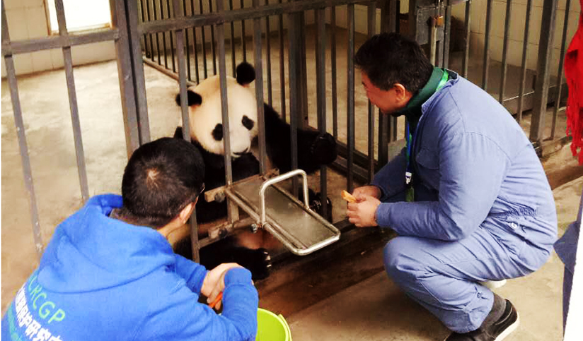 Dujiangyan Panda Volunteer