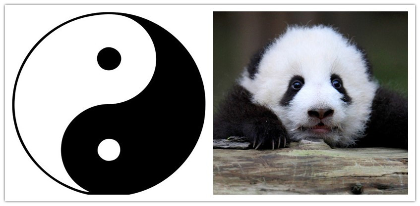 Giant Panda Facts | 15 Interesting Facts about Giant Pandas