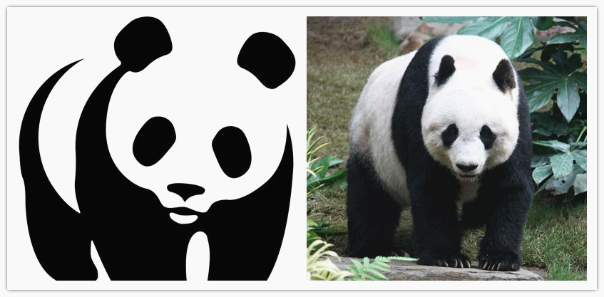 Giant Panda Facts