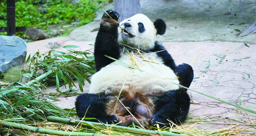 Giant Panda Facts 15 Interesting Facts About Giant Pandas 