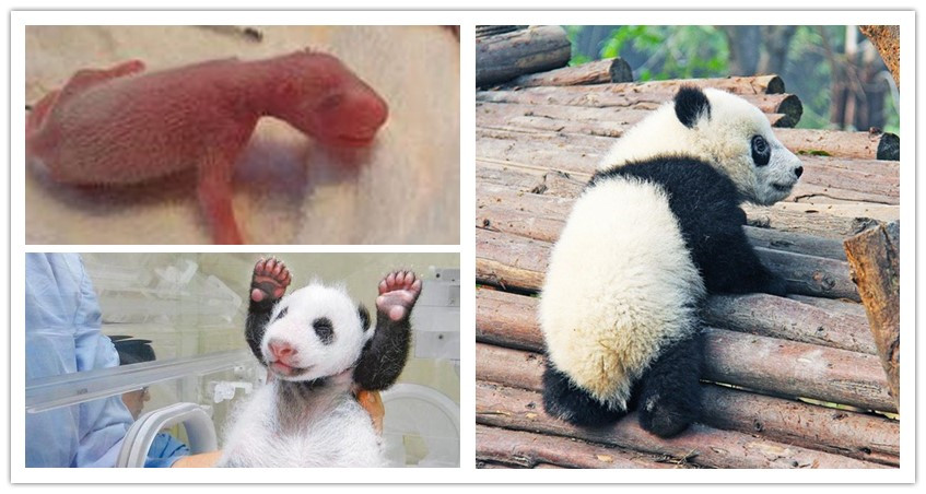 Giant Panda Facts