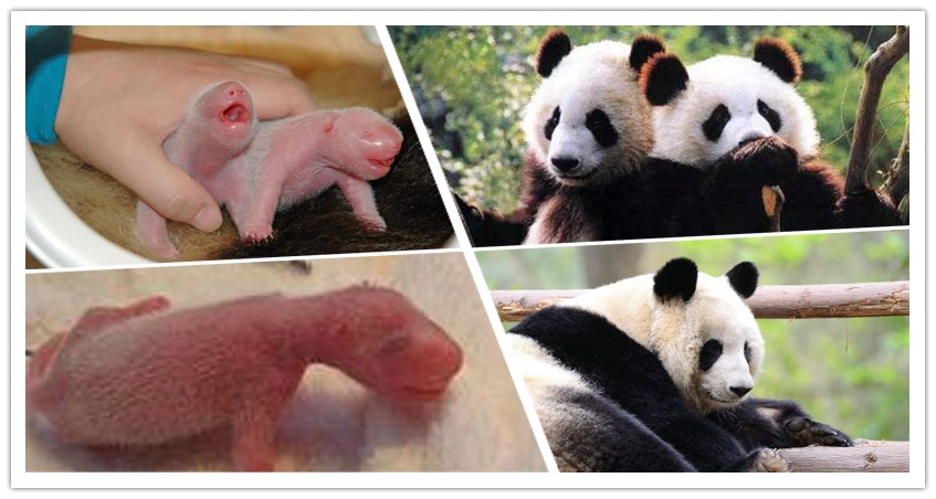 Giant Panda Facts