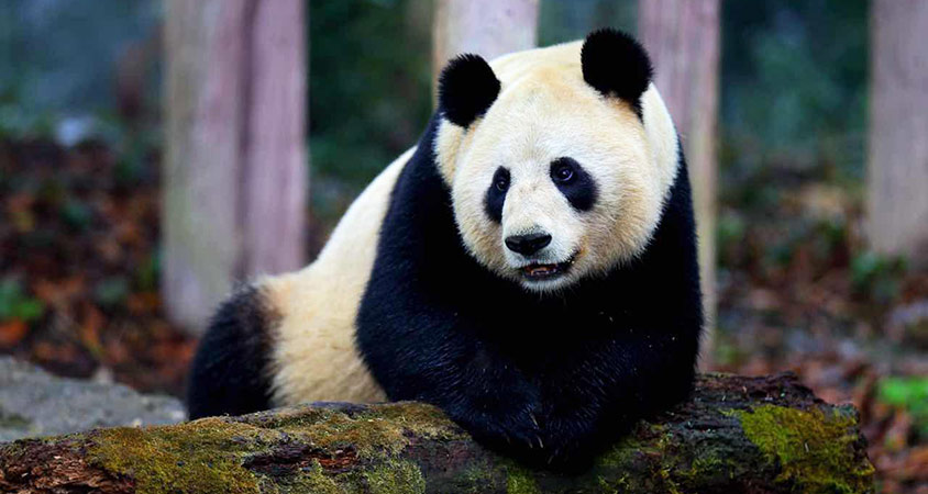 Giant Panda Facts