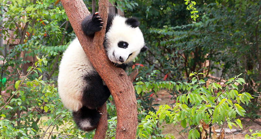 Giant Panda Facts