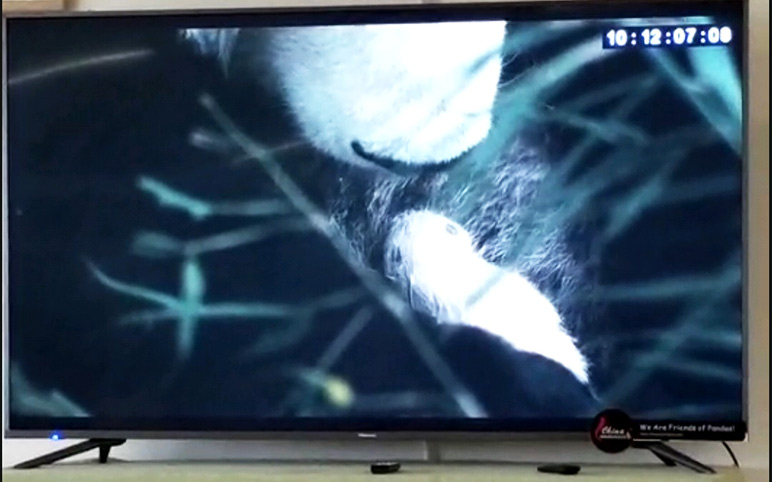 Watch Panda Documentary at Dujiangyan Panda Base