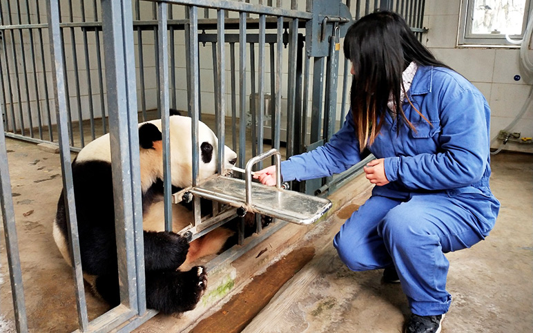 Feed the Panda at Dujiangyan Panda Base
