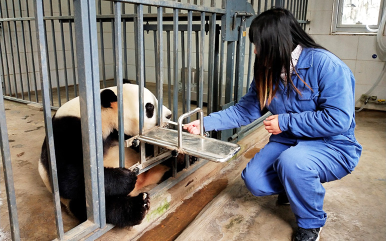 Feed the Panda at Dujiangyan Panda Base Feed the Panda at Dujiangyan Panda Base