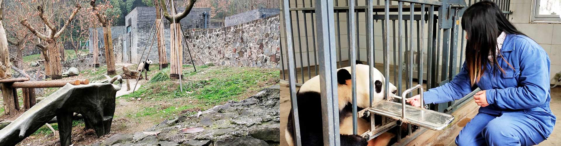 Panda Volunteer Program at Dujiangyan Panda Base
