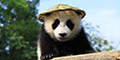 Ya'an Bifengxia Panda Base