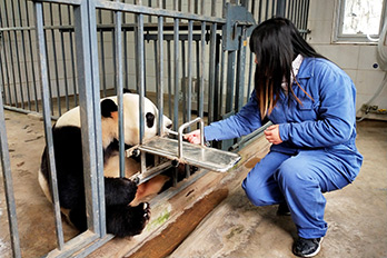 Dujiangyan Panda Volunteer Experience