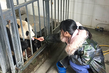 Dujiangyan Panda Volunteer Experience