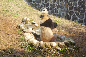 Dujiangyan Panda Volunteer Experience