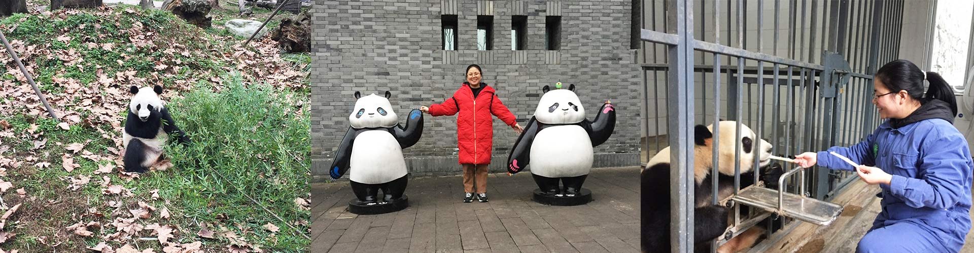 Best Experience for Dujiangyan Panda Volunteer Program