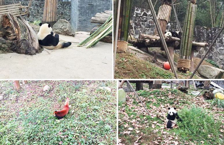 Lovely Pandas at Dujiangyan Panda Base