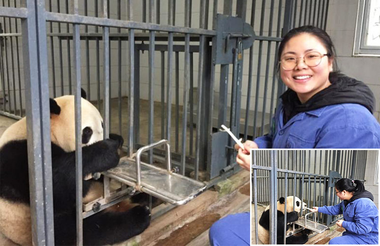 Feed the Panda at Dujiangyan Panda Base