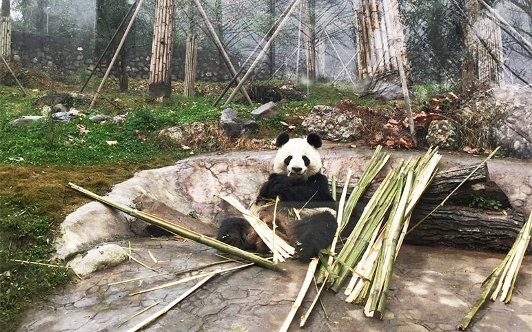 Pandas at Dujiangyan Panda Base Entrance