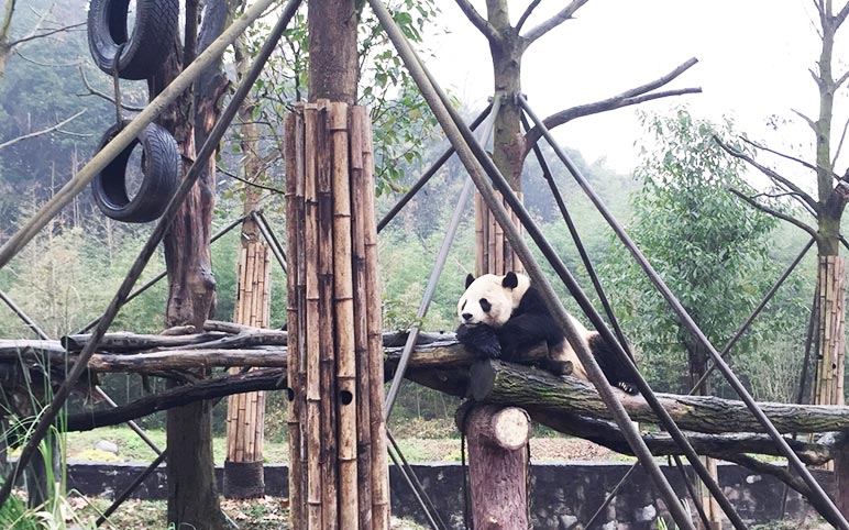 Dujiangyan Panda Base Dujiangyan Panda Base