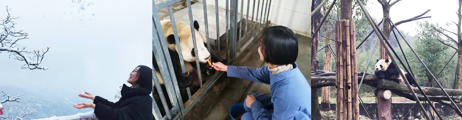 2 Days Dujiangyan Panda Volunteer Experience with Mt. Qingcheng