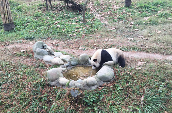 Giant Pandas at Dujiangyan Panda Base