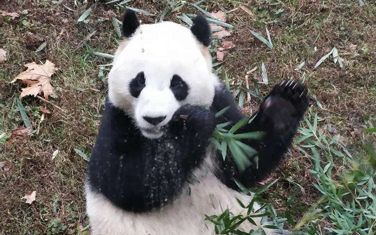 Giant Pandas at Dujiangyan Panda Base