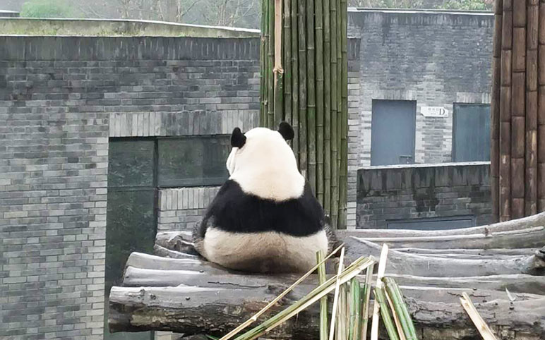 Giant Pandas at Dujiangyan Panda Base