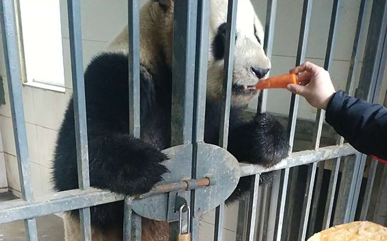 Feed Giant Panda at Dujiangyan Panda Base