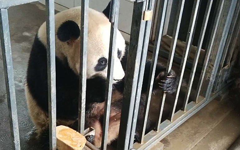 Feed Giant Panda at Dujiangyan Panda Base