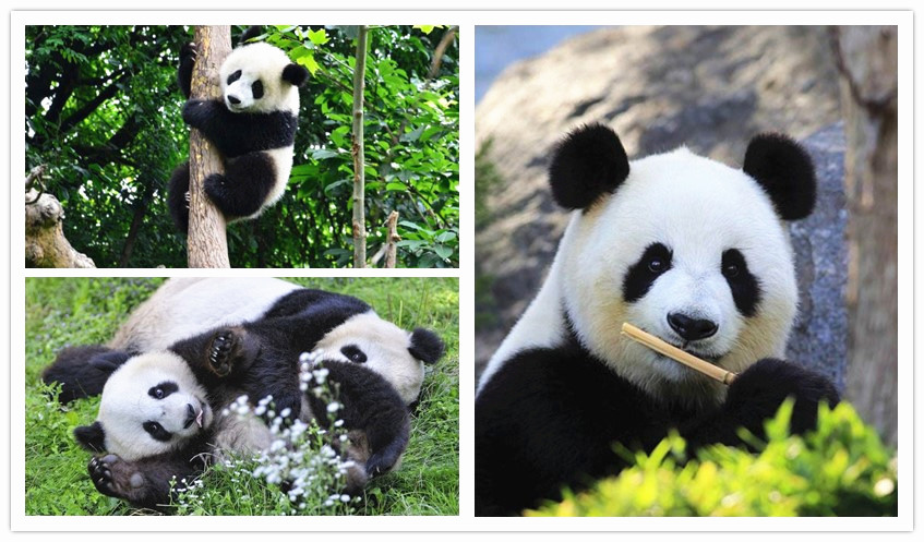 Chengdu Panda Base to See Giant Pandas
