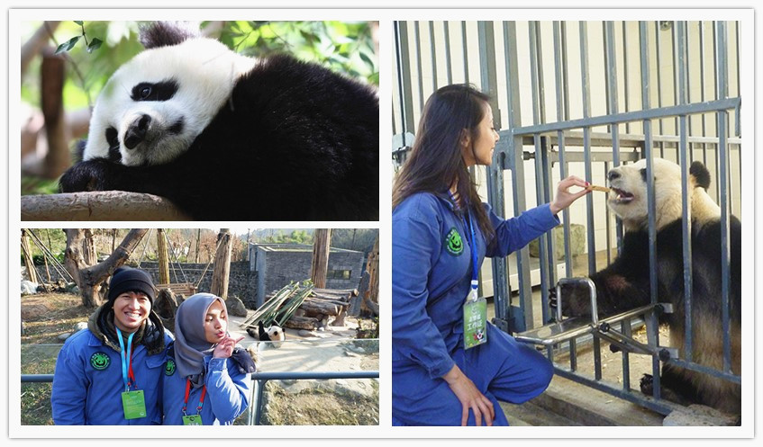 Dujiangyan Panda Base to Do Panda Volunteer Program
