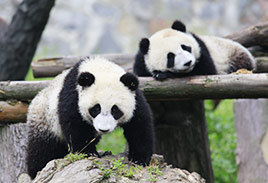 Dujiangyan Panda Photos