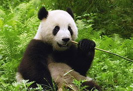 Panda in Wild Photos