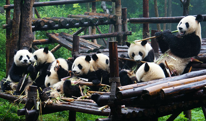 Resultado de imagem para Chengdu pandas