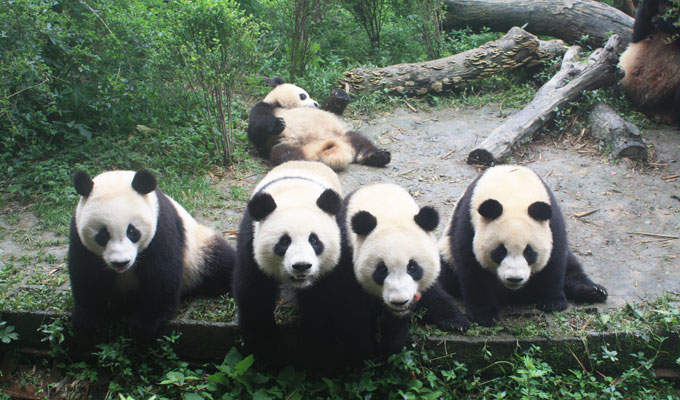 Giant Panda in Chengdu Panda Base 