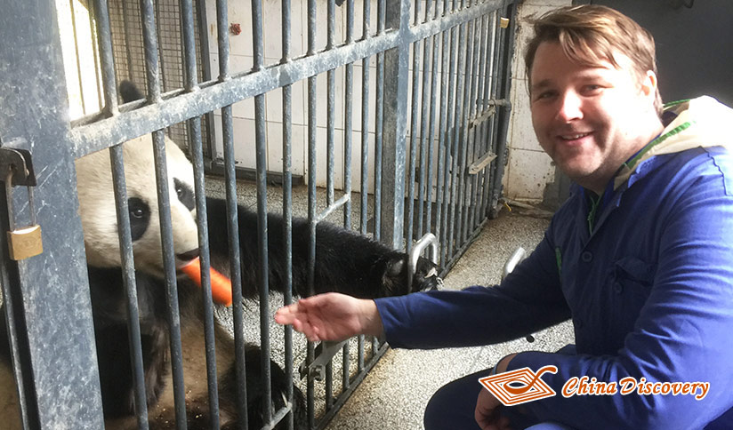 Panda Volunteer Experience at Dujiangyan Panda Base