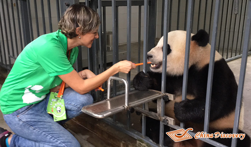Panda Volunteer Experience at Dujiangyan Panda Base