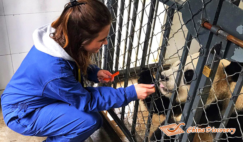 Panda Volunteer Experience at Dujiangyan Panda Base