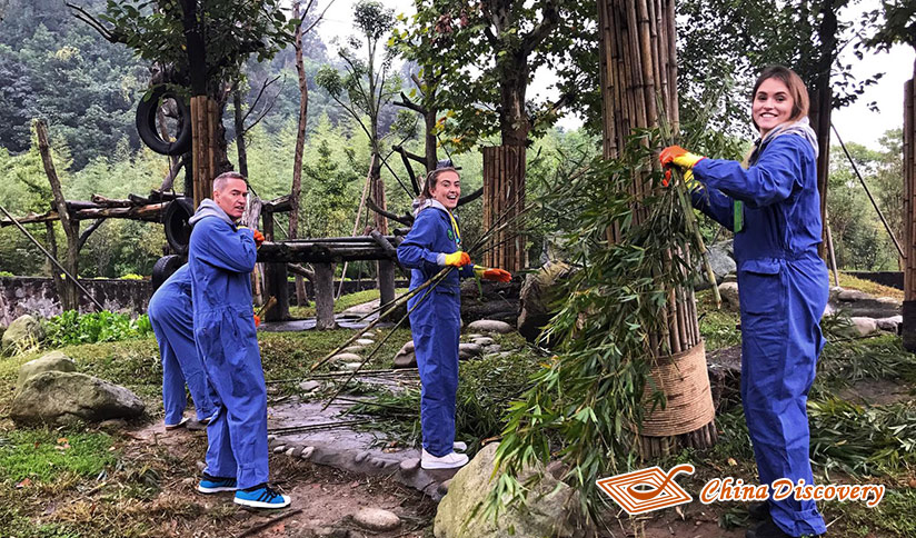 Panda Volunteer Experience at Dujiangyan Panda Base