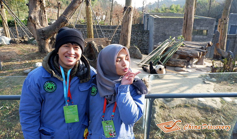 Panda Volunteer Experience at Dujiangyan Panda Base