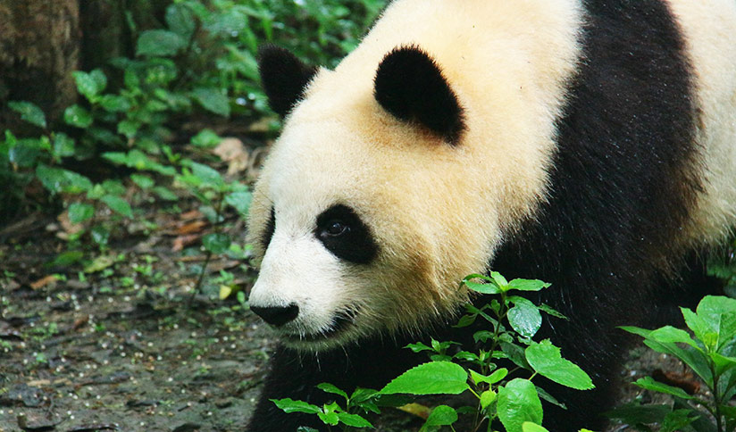 Elder Giant Panda